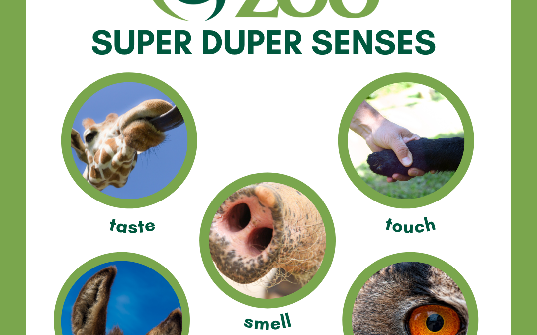 Chattanooga Zoo – Super Duper Senses